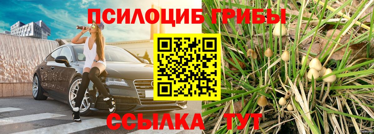 Галлюциногенные грибы мицелий  Вход с VPN  купить наркотик  Павлово 